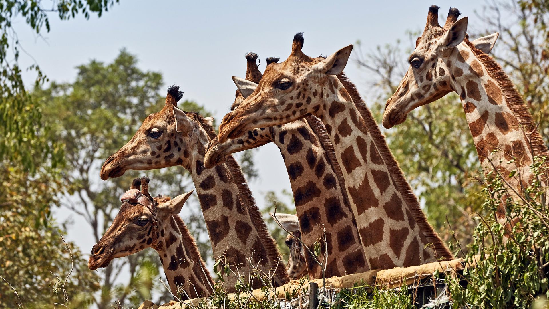 Still from Giraffes: Africa's Gentle Giants