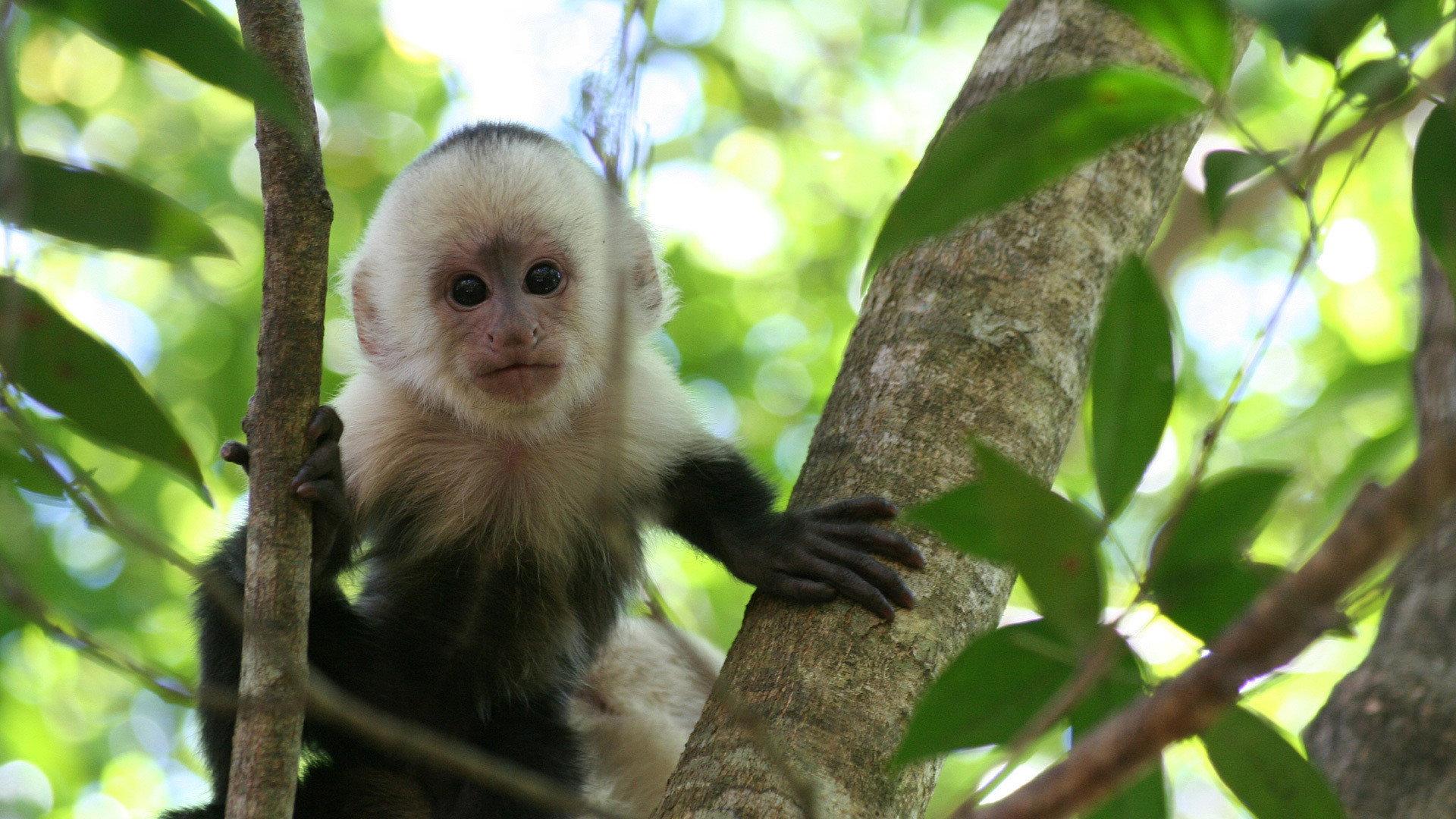 Still from Clever Monkeys