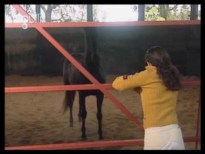 Still from Foster Horse (1)