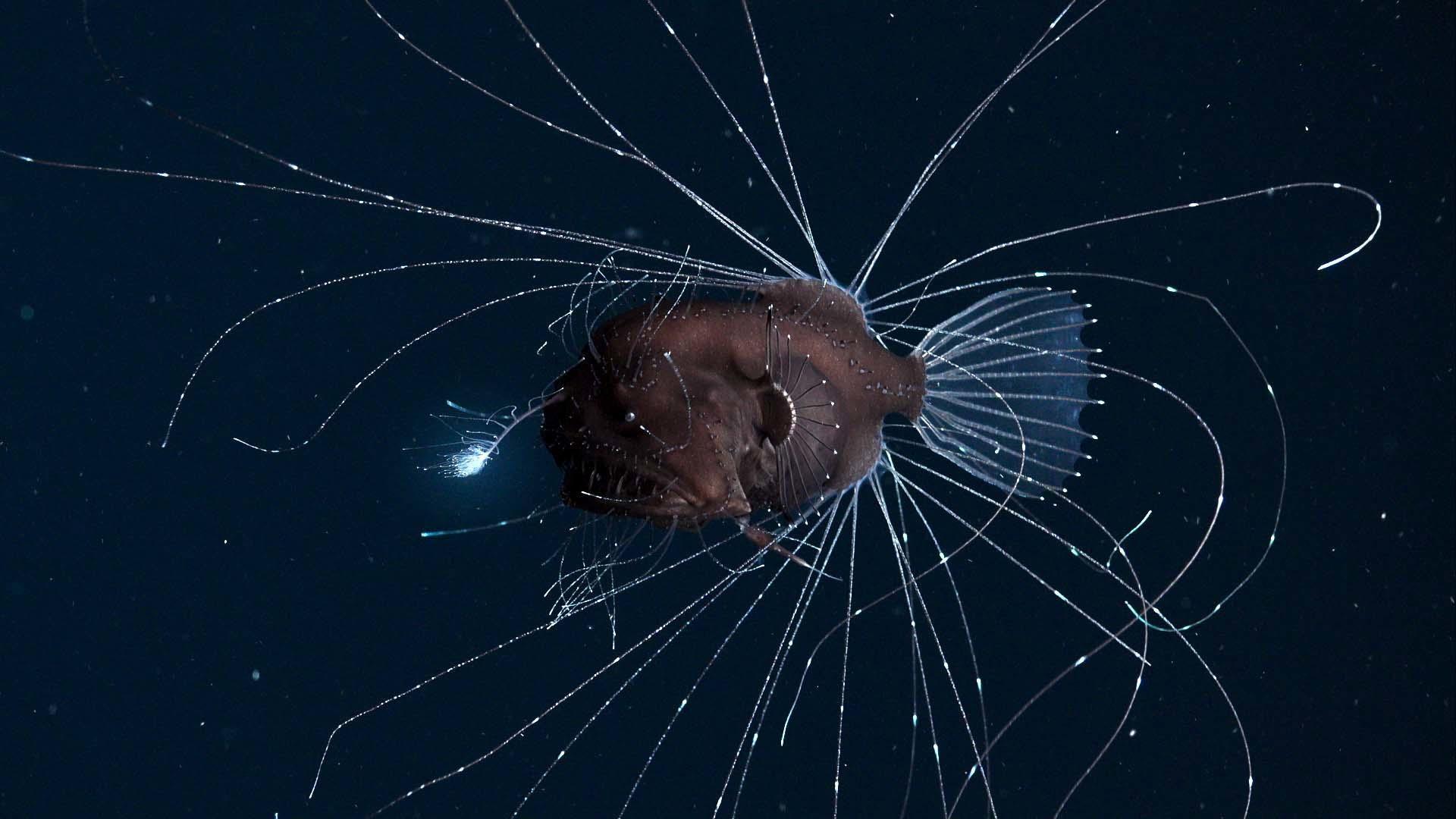 Still from The High Seas