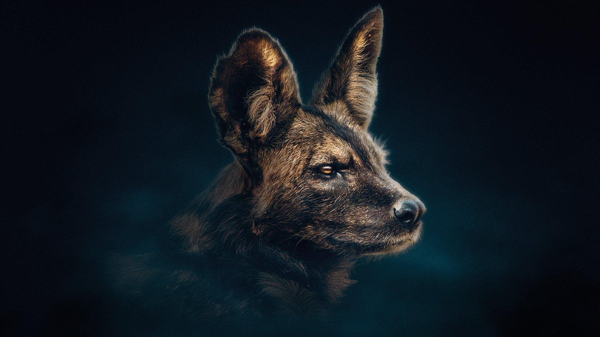 Still from Painted Wolf
