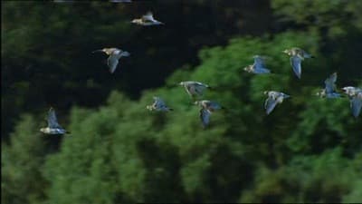 Still from Eagle Island