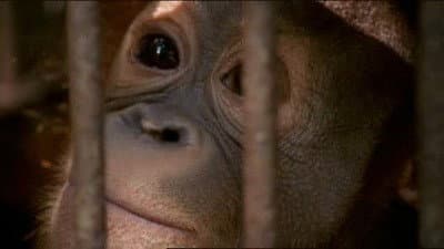 Still from The Orangutan King