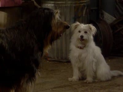 Still from Look Who's Barking