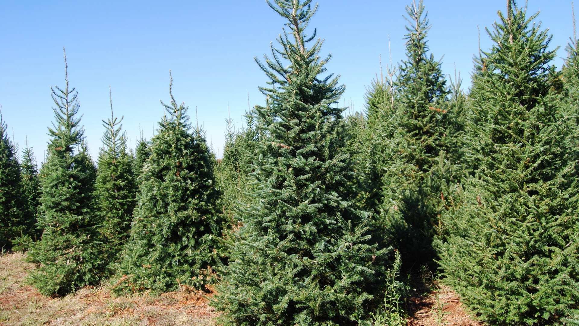 Still from Armored Cars, Christmas Trees