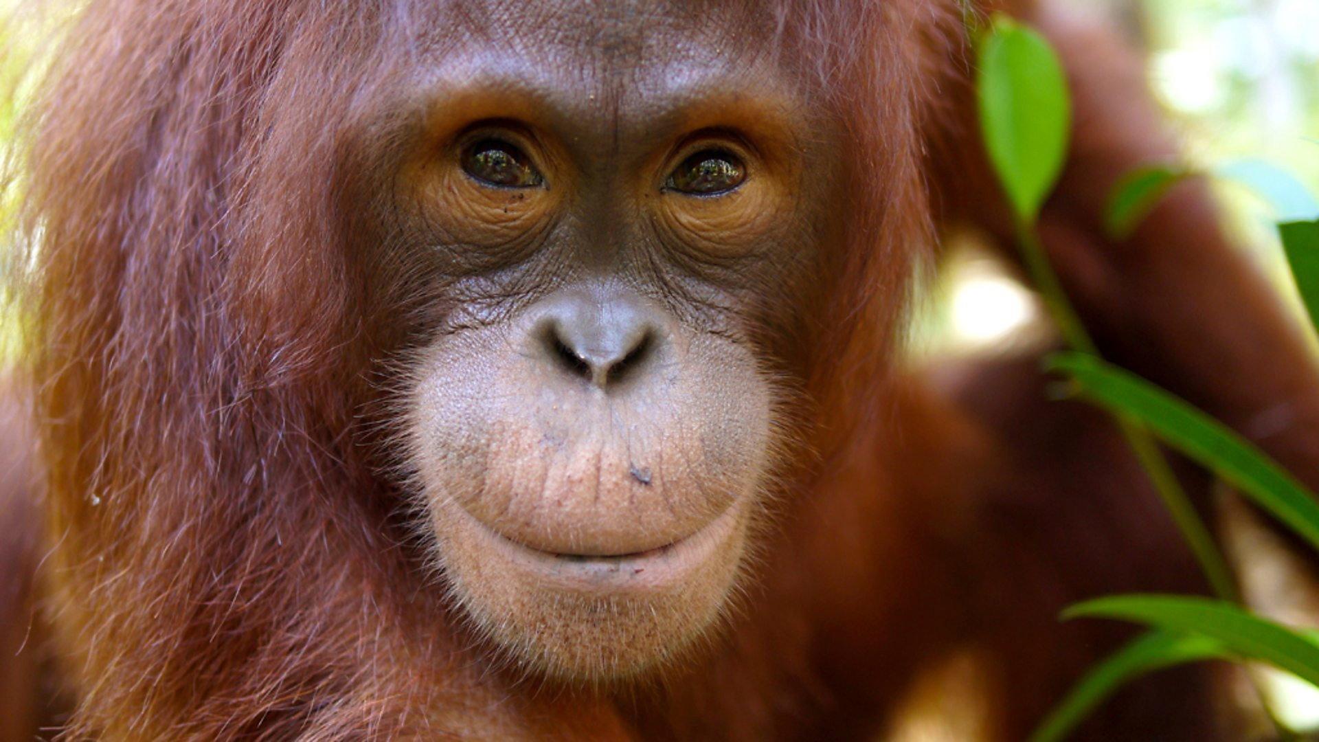 Still from Orangutans: The Great Ape Escape
