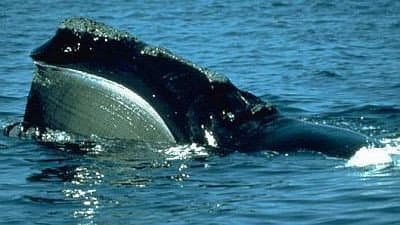 Still from Riddle of the Right Whale