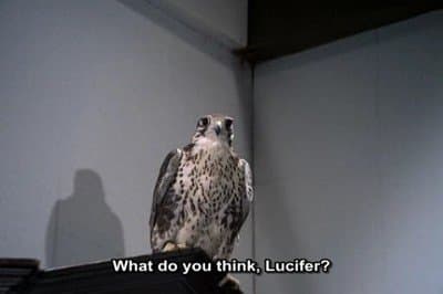 Still from The Falcon (1)