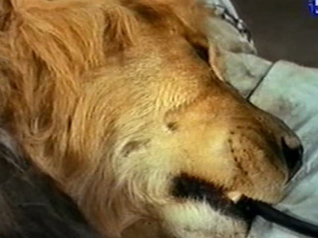 Still from Judy and the Vulture