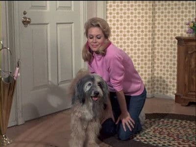 Still from Samantha's Pet Warlock