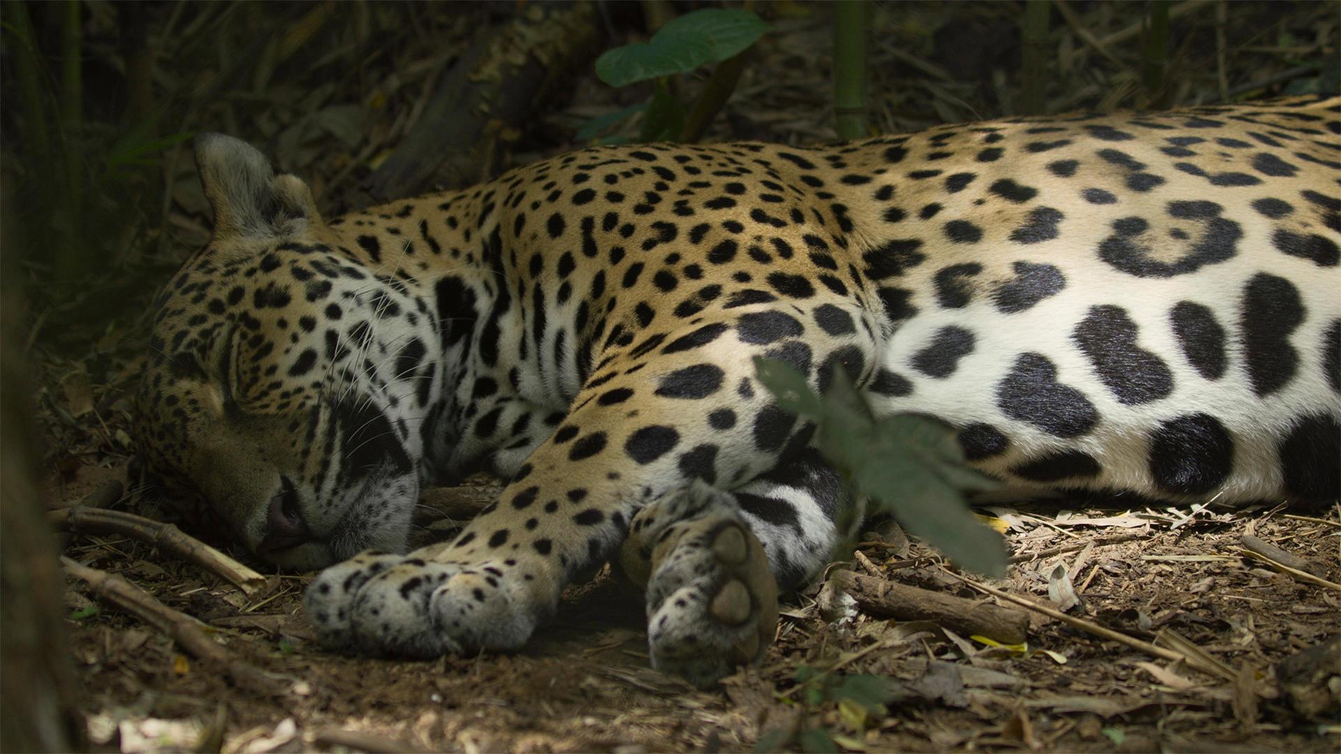 Still from Jaguar Beach