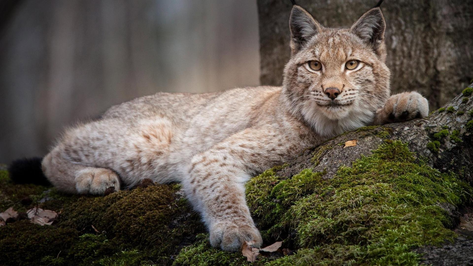 Still from Forest of the Lynx