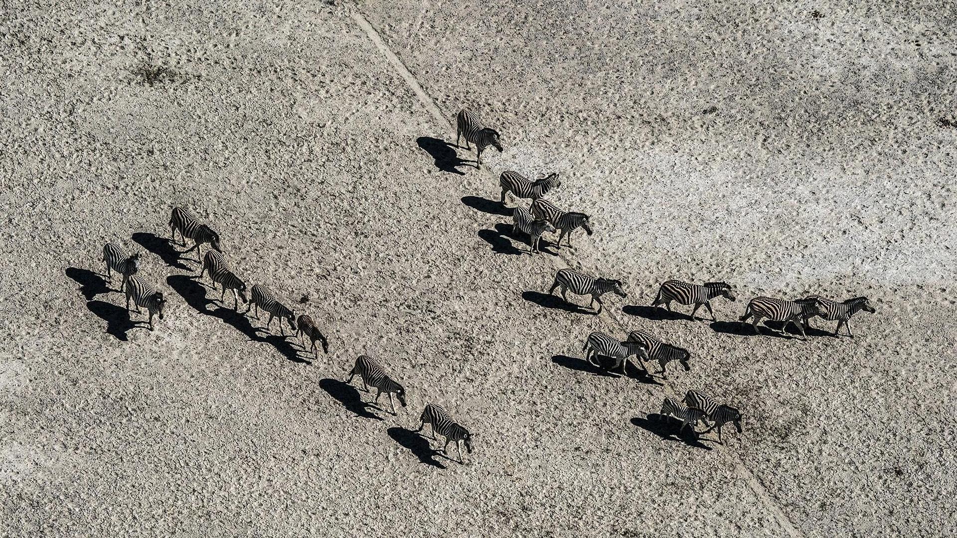 Still from Okavango: River of Dreams: Inferno