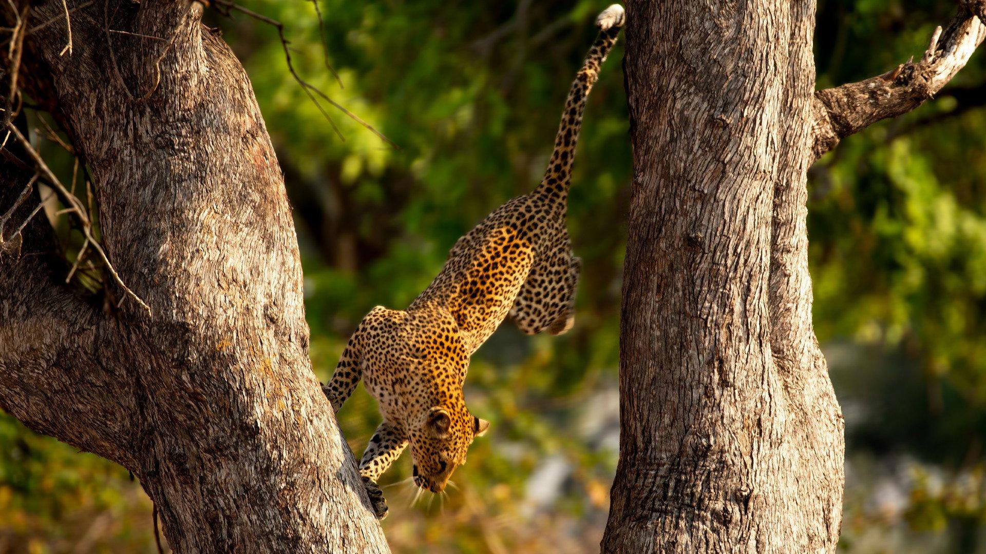 Still from Wonders of Nature