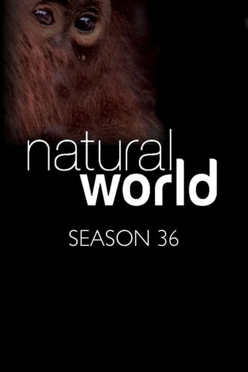 Season 36 poster